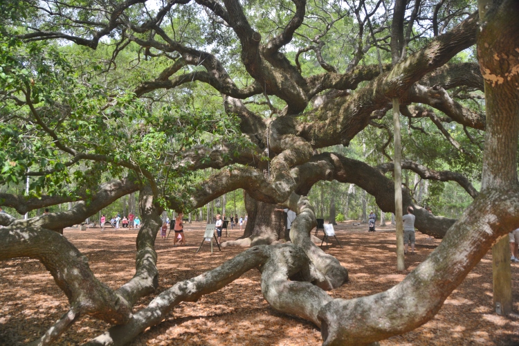 huge Angel Oak Tree